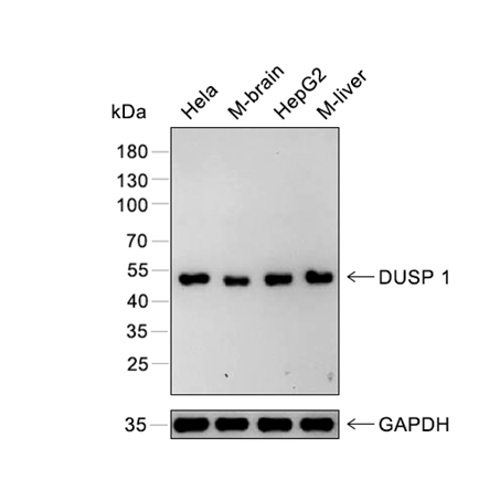 DUSP1抗体