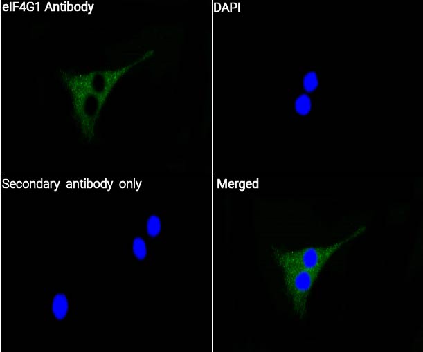 eIF4G1抗体