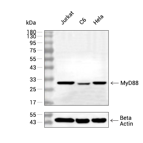 MyD88抗体