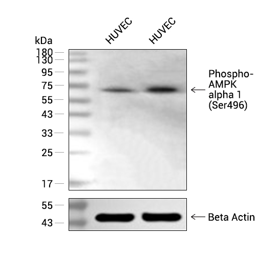 Phospho-AMPK alpha 1 (Ser496)抗体