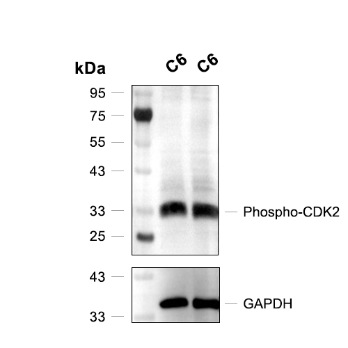 Phospho-CDK2 (Tyr15)抗体 (YA217)