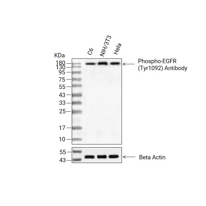 Phospho-EGFR (Tyr1092)抗体 (YA206)