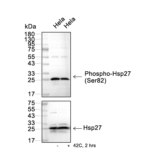 Phospho-Hsp27 (Ser82)抗体