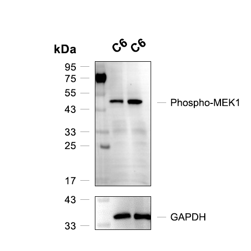 Phospho-MEK1 (Thr292)抗体 (YA177)