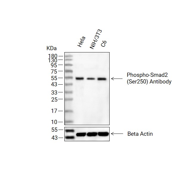 Phospho-Smad2 (Ser250)抗体 (YA152)