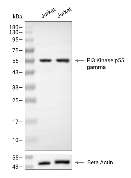 PI3 Kinase p55 gamma抗体