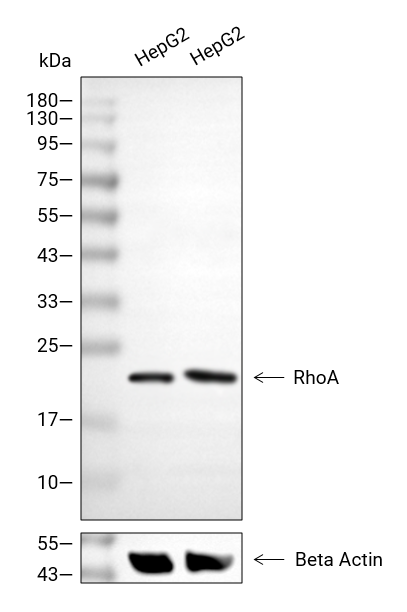 RhoA抗体