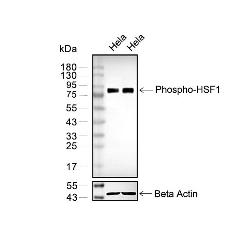 Phospho-HSF1 (Ser326)抗体(YA894)