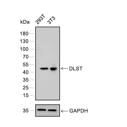 DLST抗体