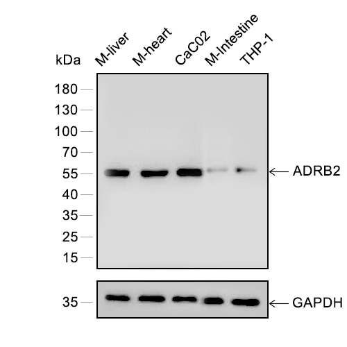 ADRB2抗体
