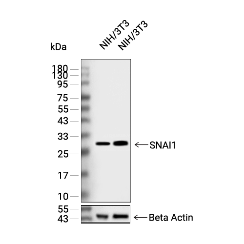 SNAI1抗体