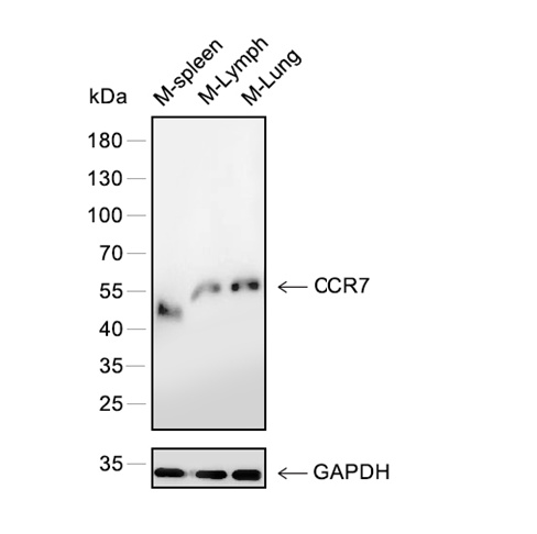 CCR7抗体