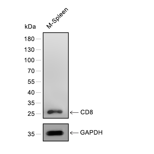 CD8抗体