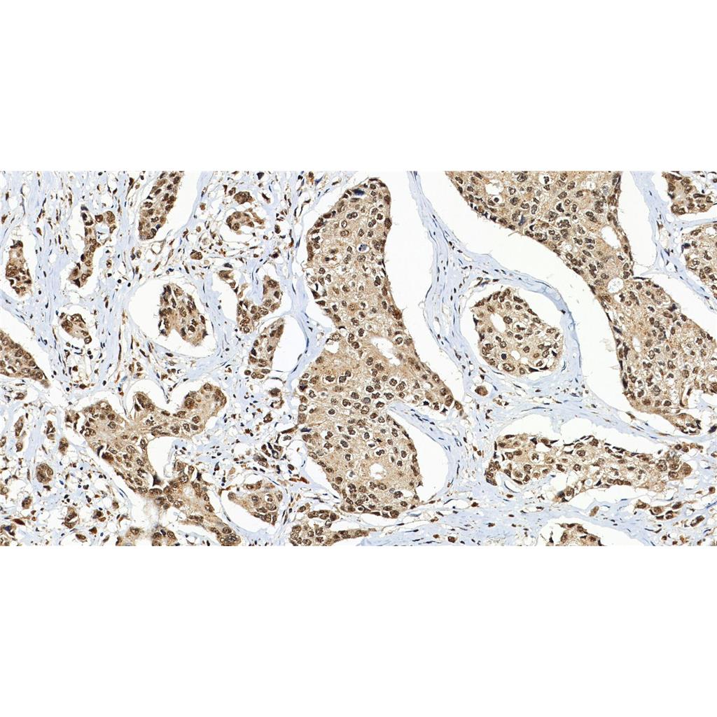 phospho-PI3 Kinase p110 beta (Ser1070)抗体