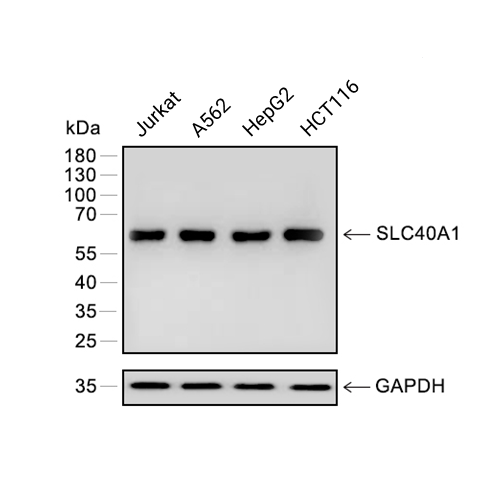 SLC40A1抗体
