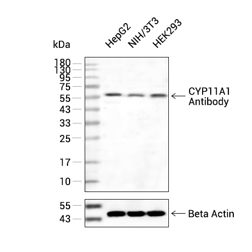 CYP11A1抗体