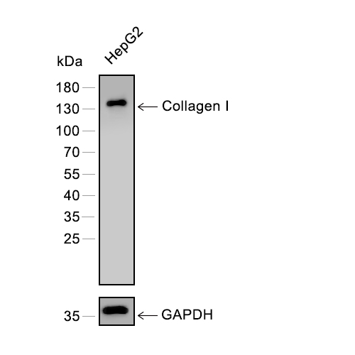 Collagen I抗体