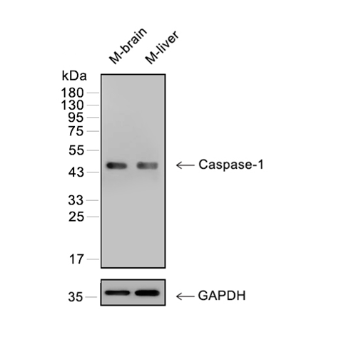Caspase-1抗体