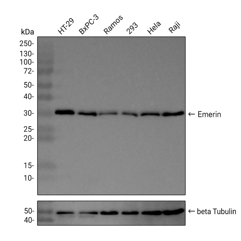 Emerin抗体 (YA2765)