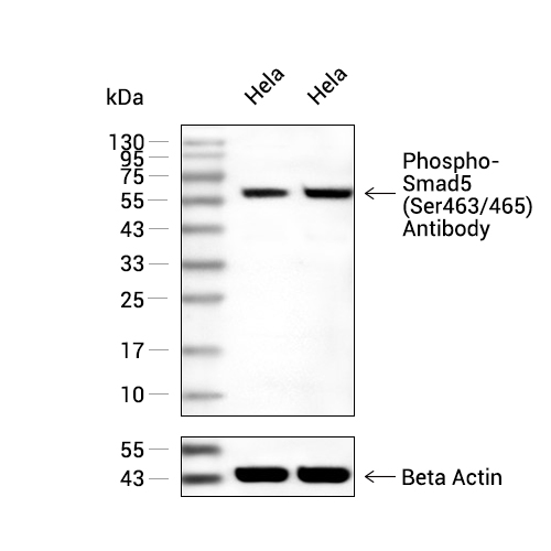 Phospho-Smad5 (Ser463/465)抗体 (YA2838)