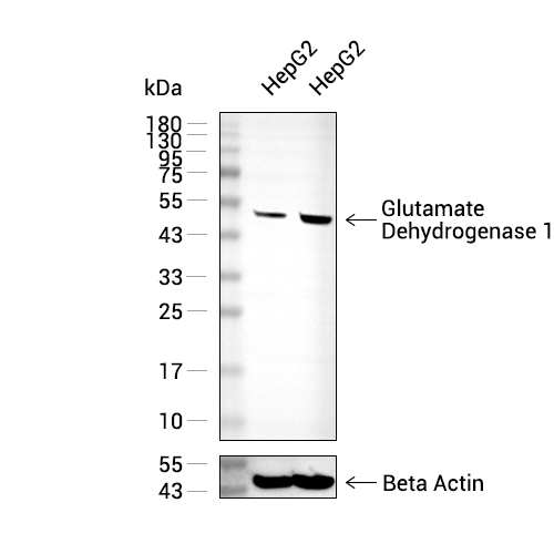 Glutamate Dehydrogenase 1抗体 (YA3026)