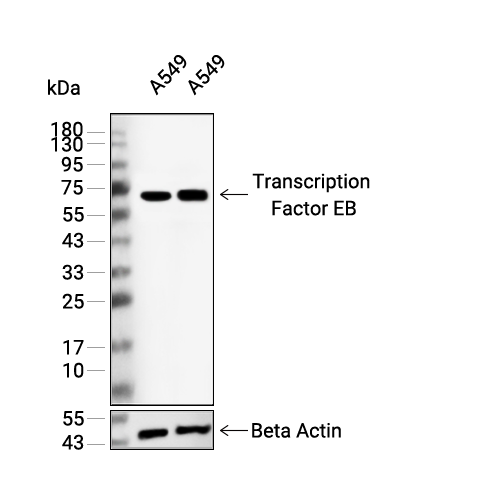 Transcription Factor EB抗体 (YA3266)