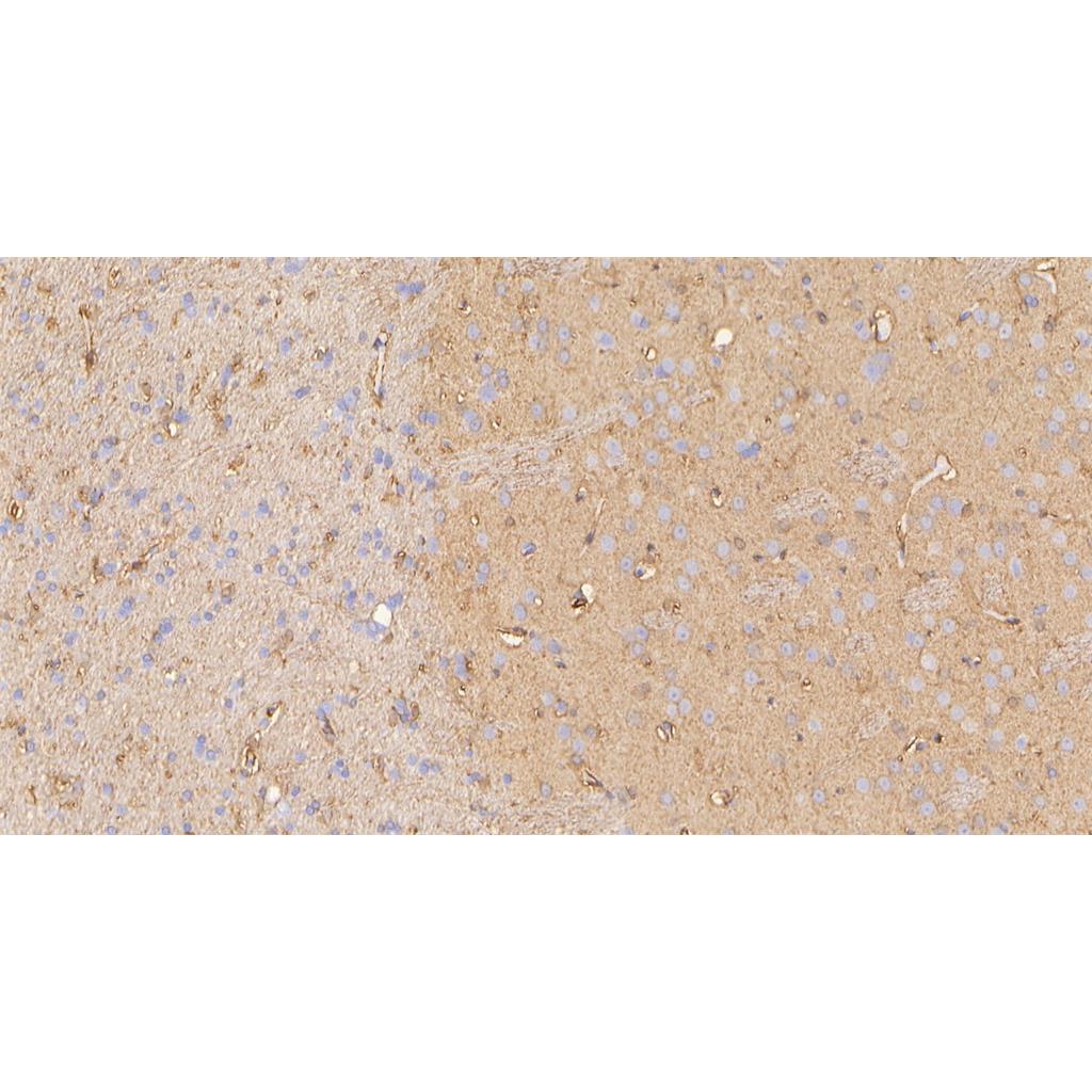 NDRG2抗体 (YA3295)