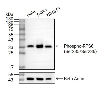 Phospho-RPS6 (Ser235/Ser236)抗体 (YA3570)