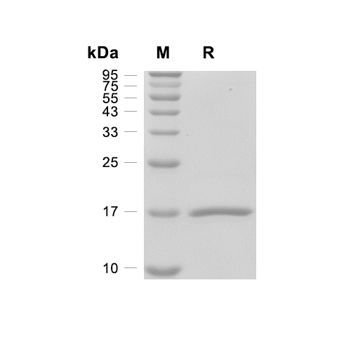 TNF-alpha/TNFSF2蛋白, Human