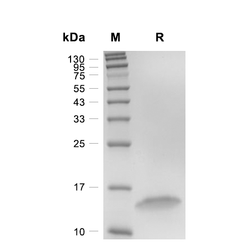 PDGF-BB蛋白, Human