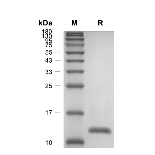 TGF beta 1/TGFB1蛋白, Mouse/Rat (HEK293, Tag Free)