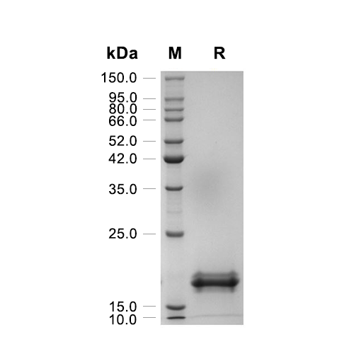 G-CSF蛋白, Human (CHO)