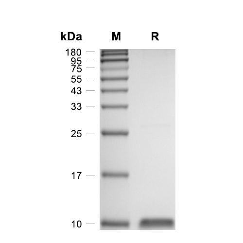 IP-10/CXCL10蛋白, Human