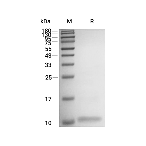 IL-8/CXCL8蛋白, Human