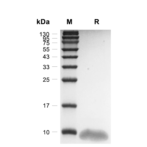 Fractalkine/CX3CL1蛋白, Human