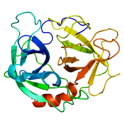 重组Neutrophil Elastase (NE)蛋白