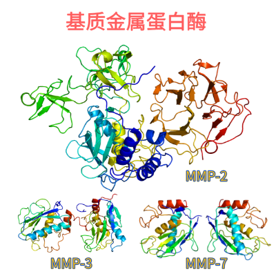 重组小鼠MMP蛋白