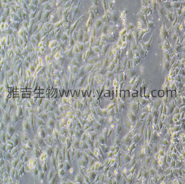 小鼠纤维肉瘤细胞NCTC-clone-2472