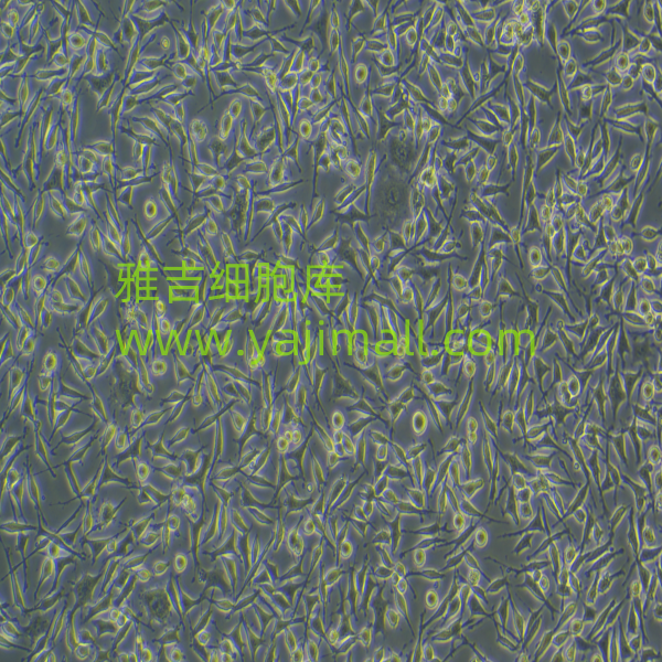 中国仓鼠卵巢细胞AA8