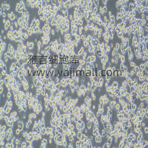 小鼠胰岛细胞腺瘤alphaTC1 Clone 9=CRL-2350 品系：C57BL/6 x DBA/2