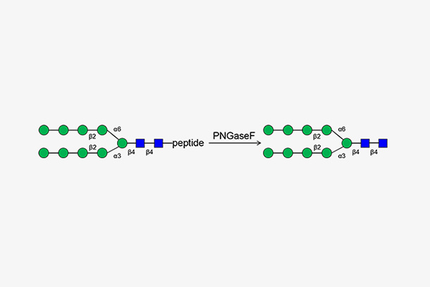Peptide-N-Glycosidase F (high mannose, hybrid, and complex oligosaccharides from N-linked glycoproteins) (PNGase F)