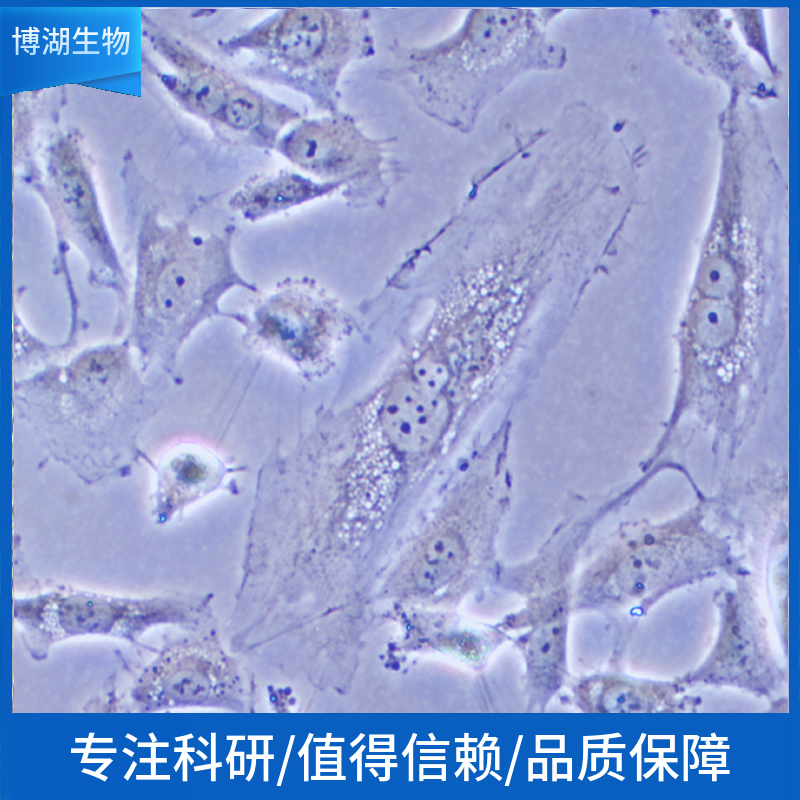 人甲状腺癌细胞 ；CAL-62 (STR)