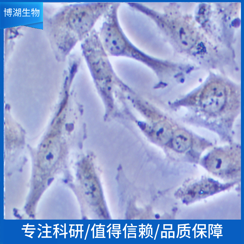 L02; LO2; HL-7702; HL7702（人正常肝细胞）