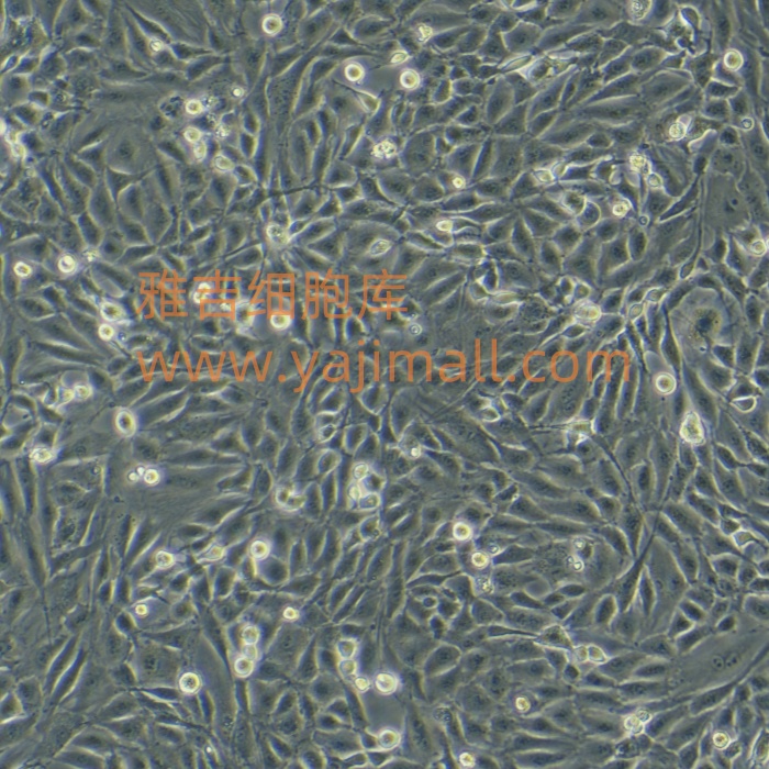 人肝癌细胞CJM