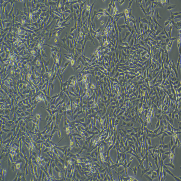  绵羊胚胎睾丸细胞OA3.Ts-OAT-T3