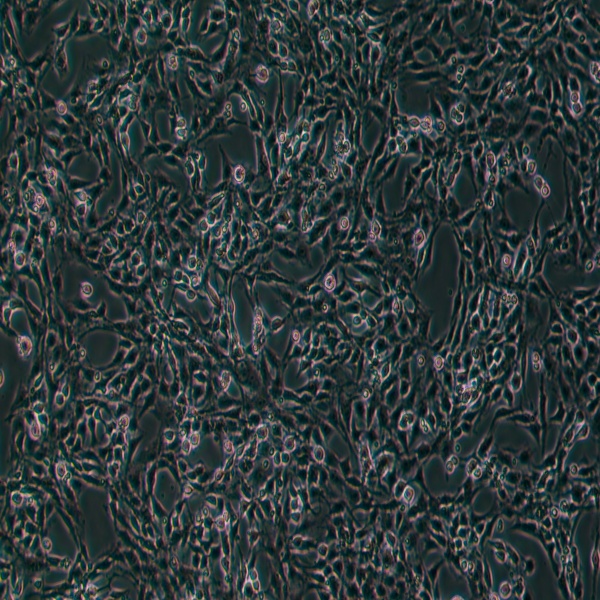 永生化猪肝实质细胞-药企内部原代，药理