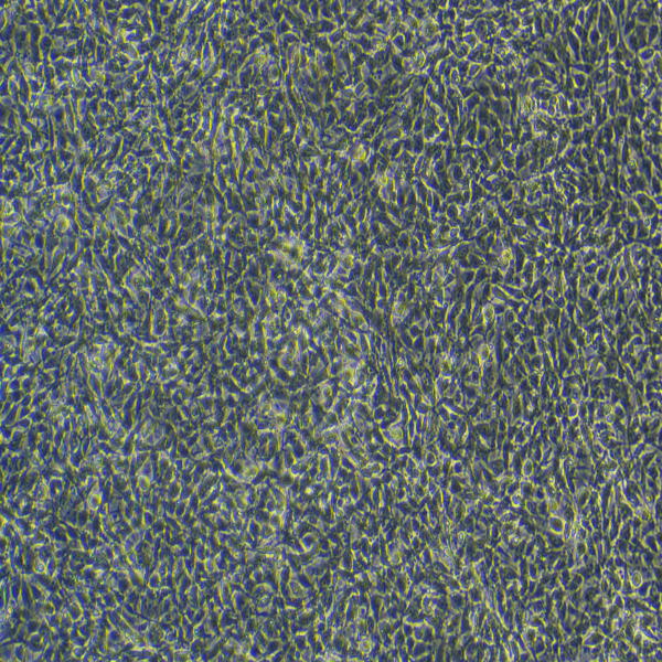 永生化牛骨骼肌