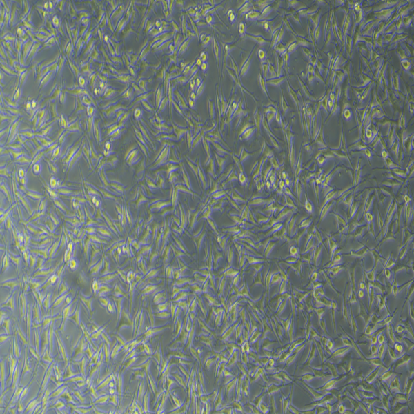 树鼩肾细胞TS-K3