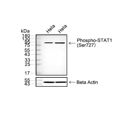 Phospho-STAT1 (Ser727)抗体 (YA148) 