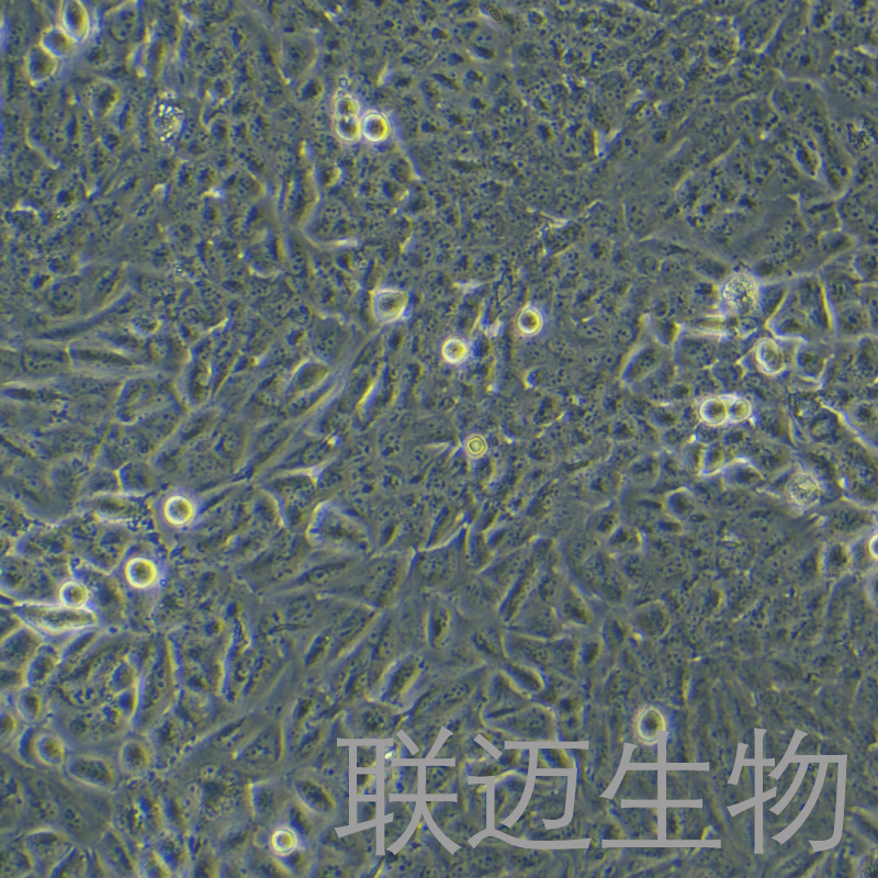 T98G细胞（脑胶质瘤细胞STR鉴定正确）LM8C0583